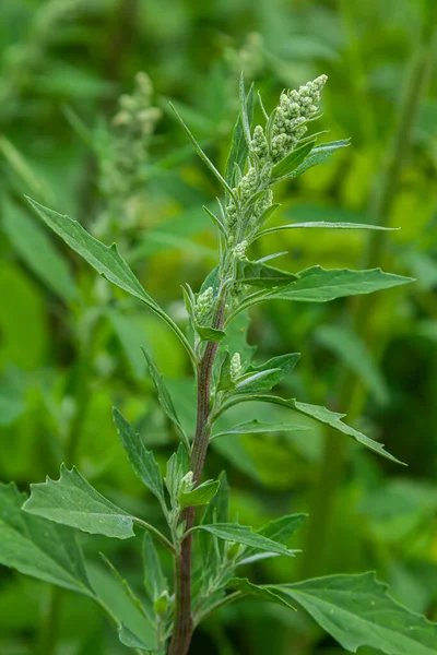 Chenopodium album, edible plant, common names include lamb\'s quarters, melde, goosefoot, white goosefoot, wild spinach, bathua and fat-hen.