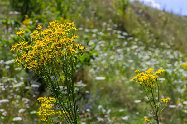 Yellow Flowers Senecio Vernalis Closeup Blurred Green Background Selective Focus — Stock Photo, Image
