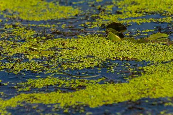 Duckweed Cultivation Duckweed Dalam Bahasa Inggris Lemna Trisulca — Stok Foto