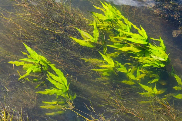 Plantes Aquatiques Algues Eau Douce Fond Ombre Photographe Concept Écologique — Photo