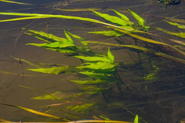 Plantes Aquatiques Algues Eau Douce Fond Ombre Photographe Concept Écologique — Photo