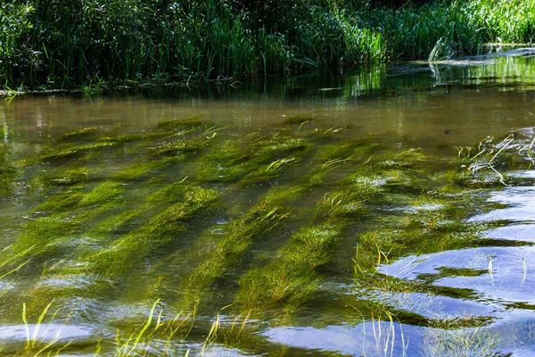 Tanaman Air Sungai Pondweed Potamogeton Natans — Stok Foto