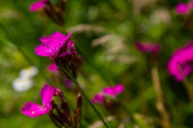 Kapatın küçük pembe kır çiçekleri ve gövde, özellikle Deptford Pembe Dianthus armeria, arka planda odak dışı bir çayır ile.