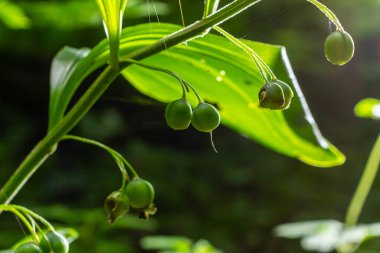 Unripe berries of Angular Solomon's seal also known as Scented Solomon's seal, Polygonatum odoratum.