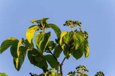 Dogwood üzümü - Cornus sanginea Calcareous çalılığı.