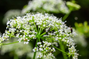 Baldıran otu, zehirli baldıran otu veya yabani baldıran otu olarak da bilinen konyum maculatum, havuç familyasından çok zehirli bir bitkidir..