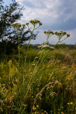 Achillea Milleum beyaz çiçekleri, çiçekli yeşil yapraklar. Tıbbi organik doğal bitkiler, bitki konsepti. Yabani bahçe, kır çiçeği.