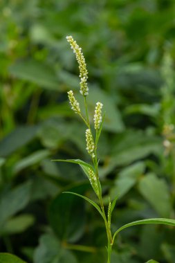 Ot Persicaria lapathifolia tarlaların arasında yetişir..