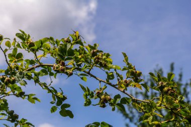 Köpeğin kırmızı gül kalçası. Rosa canina, genel olarak köpek gülü olarak bilinir..