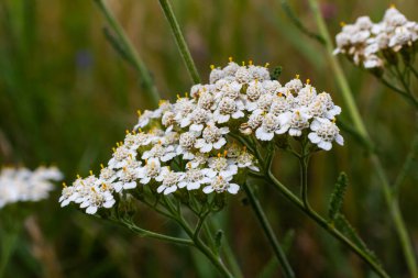 Achillea Milleum beyaz çiçekleri, çiçekli yeşil yapraklar. Tıbbi organik doğal bitkiler, bitki konsepti. Yabani bahçe, kır çiçeği.