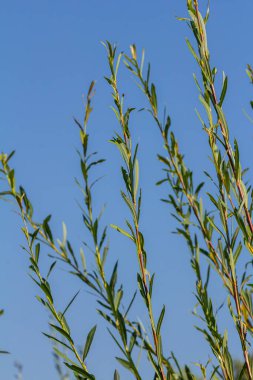 Salix purpurea mor söğüt veya osier, Salix familyasından Avrupa 'da yaşayan bir söğüt türüdür. Mor söğüt çiçeği, tükürük aromalı..