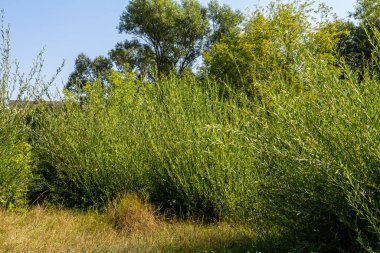 Salix purpurea mor söğüt veya osier, Salix familyasından Avrupa 'da yaşayan bir söğüt türüdür. Mor söğüt çiçeği, tükürük aromalı..