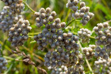 Achillea Milleum beyaz çiçekleri, çiçekli yeşil yapraklar. Tıbbi organik doğal bitkiler, bitki konsepti. Yabani bahçe, kır çiçeği.