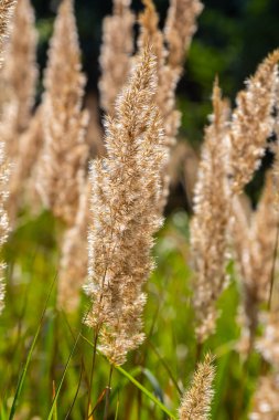 Çayırdaki küçük kamışlı Calamagrostis epigejos 'un enfeksiyonu..