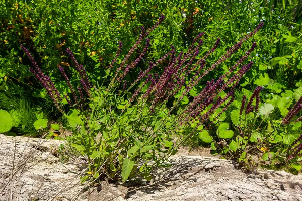 森林圣人的花朵 Salvia Nemorosa 萨维娅 涅莫罗萨的背景 一种有着美丽紫色花朵的萨维娅 橡木圣人的紫色花朵 — 图库照片