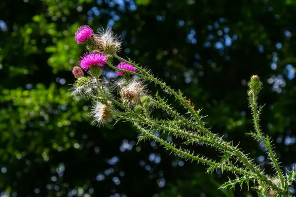 Thistle Carduus Acanthoides Grows Wild Summer — Stock Photo, Image