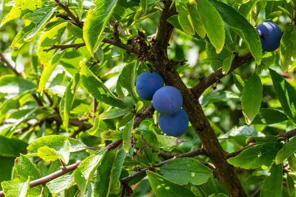 Schlehe Prunus Spinosa Auch Schlehe Genannt — Stockfoto