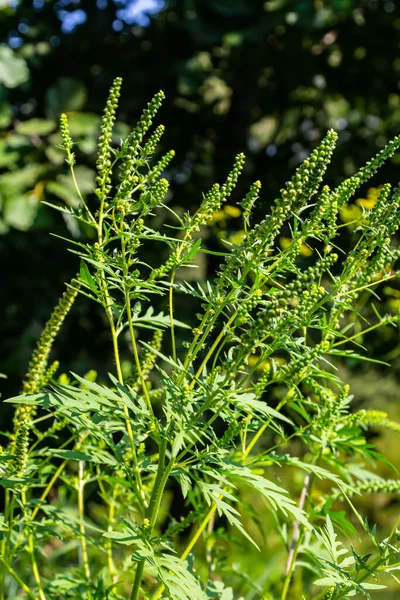 Yaygın bir yosun çiçeği, Ambrosia artemisiifolia.