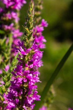 Lythrum salicaria pink flowers, purple loosestrife, spiked loosestrife, purple lythrum on green meadow.