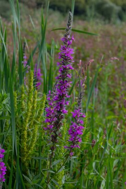 Lythrum salicaria, Lythrum familyasından bir bitki türü..