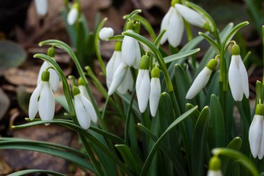 Beyaz kardelen çiçekleri kapanıyor. Galanthus çiçekleri, baharın başlarında, yeşil arka planda güneş tarafından aydınlatılan bulanık bir çiçek. Amaryllidaceae familyasındaki Galanthus nivalis ampul, daimi bitkisi..