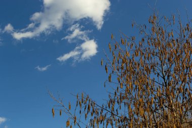 Siyah alnus glutinosa 'nın erkek catkins ve dişi kırmızı çiçekli küçük bir dalı. İlkbaharda çiçek açan kızılağaç. Güzel doğal arka plan. Temiz küpeler ve bulanık arka plan..