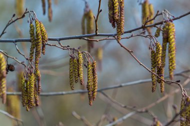 Siyah alnus glutinosa 'nın erkek catkins ve dişi kırmızı çiçekli küçük bir dalı. İlkbaharda çiçek açan kızılağaç. Güzel doğal arka plan. Temiz küpeler ve bulanık arka plan..