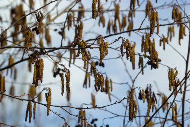 Siyah alnus glutinosa 'nın erkek catkins ve dişi kırmızı çiçekli küçük bir dalı. İlkbaharda çiçek açan kızılağaç. Güzel doğal arka plan. Temiz küpeler ve bulanık arka plan..