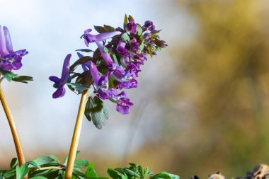 Corydalis. Corydalis Soda. İlkbaharda açan mor çiçek ormanı. İlk bahar çiçeği, mor. Vahşi Corydalis doğada.