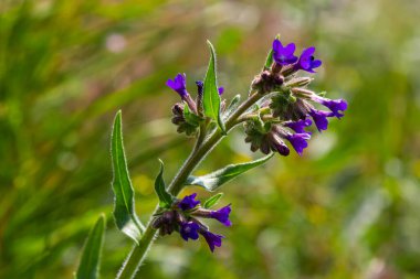 Anchusa officinalis, yaygın olarak bugloss veya yeşil arka planlı alkanet olarak bilinir..