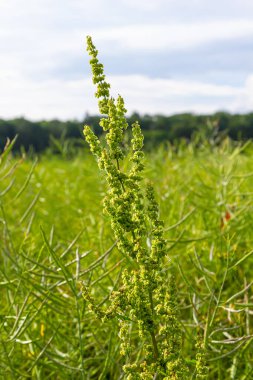 Rumex Konferansı 'nın bir parçası. Kökünde kuru tohumlarla vahşi doğada yetişiyor..