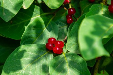 Festive Holiday Honeysuckle Branch with Red Berries Lonicera xylosteum.