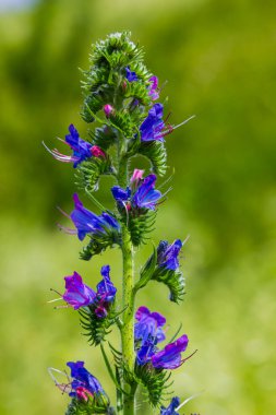 Viper 'ın böcek ilacı ya da yabani ot Echium vulgare doğal yeşil arka planda çayırda çiçek açıyor. Makro. Seçici odaklanma. Ön görünüm.