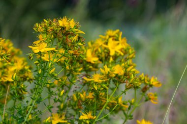 Hypericum perforatum sarı çiçeklerine yakın plan, bitkisel bir ilaç..