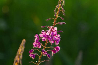 Wonderful flowering fireweed Chamaenerion angustifolium highlighted by the evening sun. A bunch of marvelous blossoming rosebay willowherbs. clipart