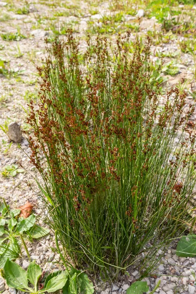 Common Soft Rush Juncus Effusus Juncaceae Familyasından Bir Bitki Türü — Stok fotoğraf