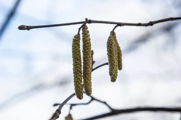 Leszczyna Zwyczajna Corylus Avellana Wiosnę Kwitnie Lesie — Zdjęcie stockowe