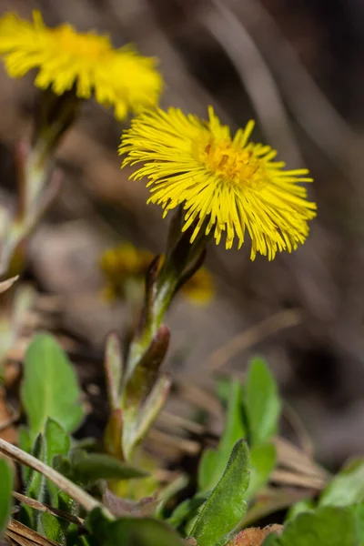 タッシラゴ ファーラ Tussilago Farfara 通称コルツフット Coltsfeot と呼ばれる デイジー科のアスター科植物である 春の晴れた日の植物の花 — ストック写真
