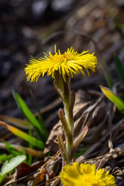 Tussilago Farfara Κοινώς Γνωστό Coltsfoot Είναι Φυτό Της Οικογένειας Asteraceae — Φωτογραφία Αρχείου
