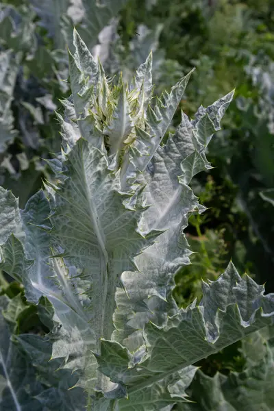 Onopordum acanthium Haziran 'da erken çiçek açar. Onopordum akanthium, pamuk devedikeni, İskoç devedikeni, Asteraceae familyasından bir çiçektir..