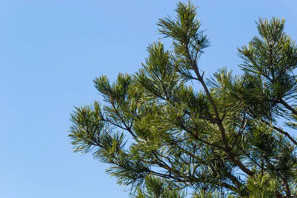 自然環境の松の枝 ブラックジャックは小枝の上にコーンを松 美しい自然の背景 ロイヤリティフリーのストック写真