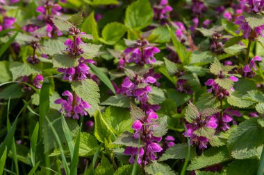 Deaf nettle blooming in a forest, Lamium purpureum. Spring purple flowers with leaves close up.