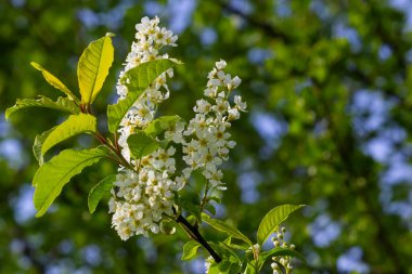 Çiçekli kuş kirazı, bahar doğası arka planı. Yeşil dallarda beyaz çiçekler. Prunus padus, böğürtlen, böğürtlen ya da mayday ağacı olarak da bilinir..