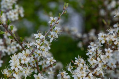 Prunus spinosa, ilkbaharda Sloe beyaz çiçekleri. Rosaceae ailesinin yabani bitkisi sonbaharda yenilebilir böğürtlen üretir..