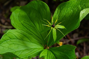 Dört yapraklı Paris kuadrifolisinin tipik meyveleri ve dört yapraklı yaprakları..