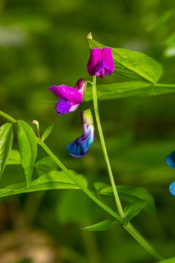 Lathyrus vernus çiçek, erken bahar vechling çiçek blosoom ve yeşil yaprakları büyüyen ormanda, makro.