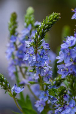 Germander Speedwell 'in parlak mavi çiçeklerine yakın çekim, Veronica ilkbaharda çimenlikte, güneşli günde, doğal ortamda büyüyen prostrata.