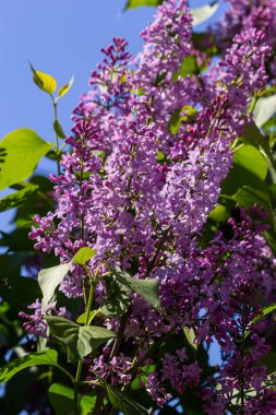 Leylak tomurcuklu dallar. Mor Şırınga ağacı çiçeği. Genç yapraklar ve leylak tomurcukları. Çiçekli leylak tomurcukları.