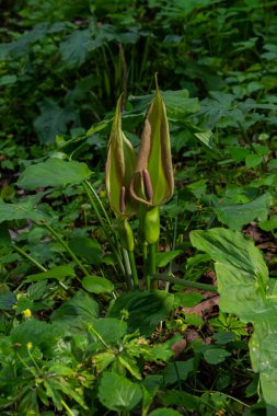 Guguk kuşu ya da Arum maculatum ok şeklinde yaprak, Araceae ailesindeki ormanlık zehirli bitki. Ok şeklinde yapraklar. Diğer isimler ise; çıplak kafa, engerek kökü, arum, vahşi arum, arum zambağı, lordlar ve leydiler..