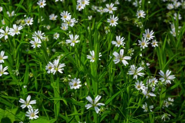 Stellaria sanal çayı. Tavuk otunun narin orman çiçekleri, Stellaria holostea ya da Echte Sternmiere. Çiçek arkaplanı. Doğal yeşil arka planda beyaz çiçekler. Bahar ormanında çiçekler.